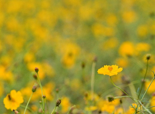 a lot of、lots of、manyの違い 英語を感覚で学ぼう！